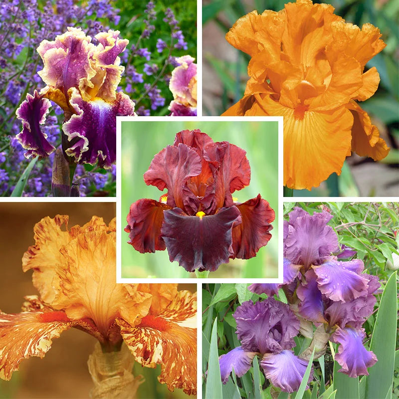 Buttercup Skies Bearded Iris Mixture Seeds